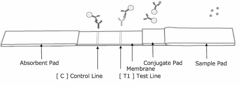 BACHcode Cellspect COVID 19 Antigen Test Kit